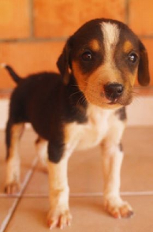 მეტისი უსახელო