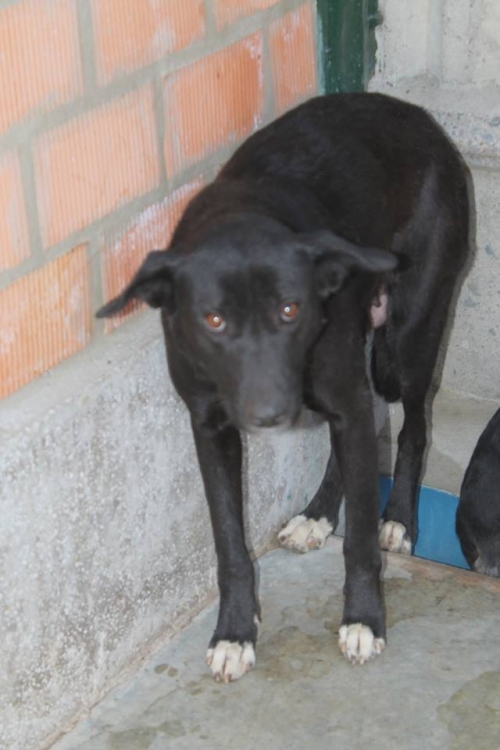 მეტისი უსახელო