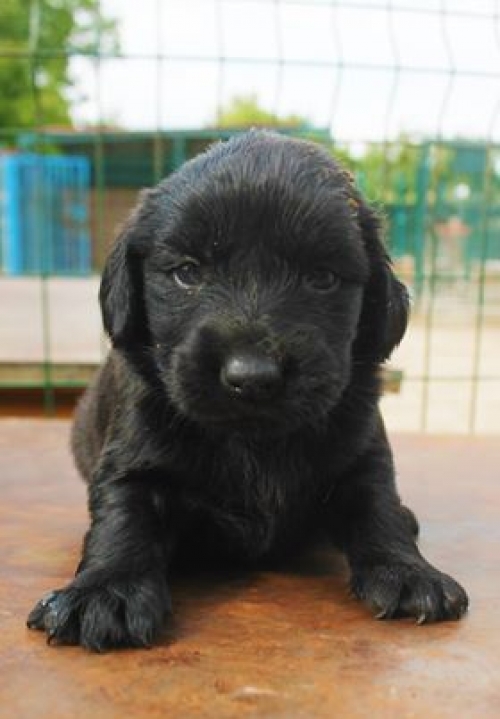 მეტისი უსახელო