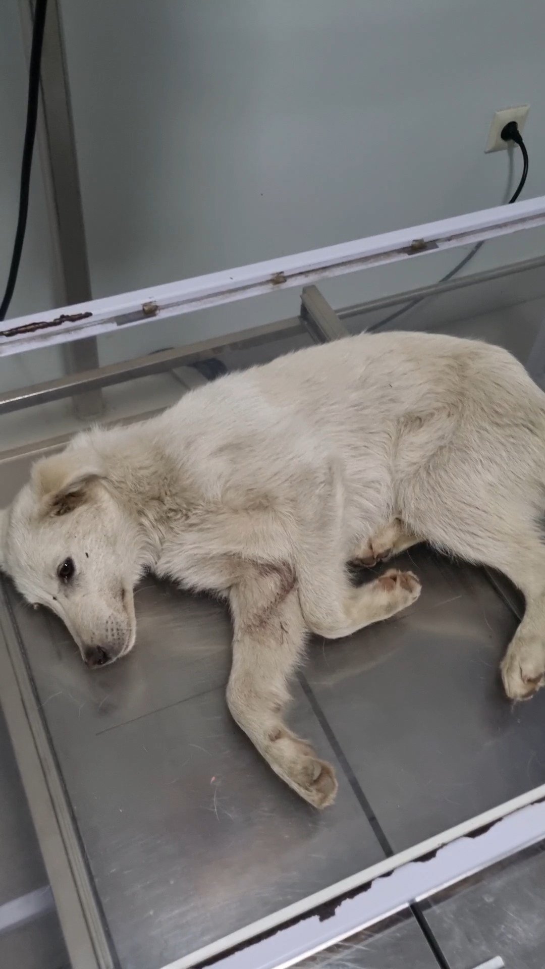 მეტისი. წნორი