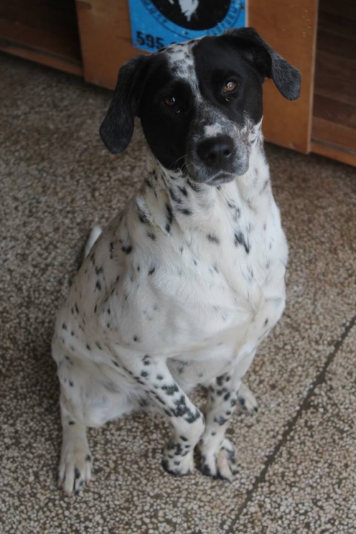 დალმატინის მეტისი უსახელო