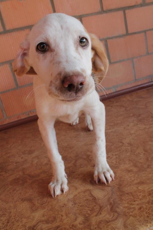 მეტისი უსახელო