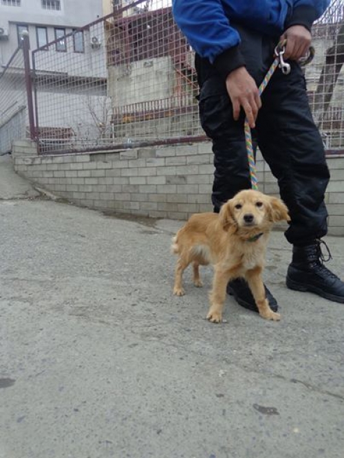 მეტისი უსახელო