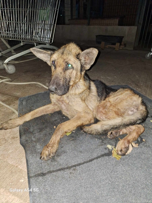 გერმანული ნაგაზი ზემო სამგორი კოპცოვის 63