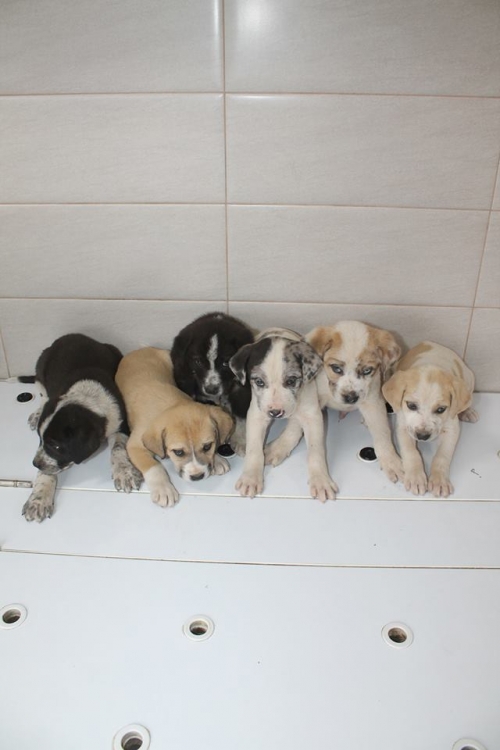 ქართული ნაგაზი უსახელო