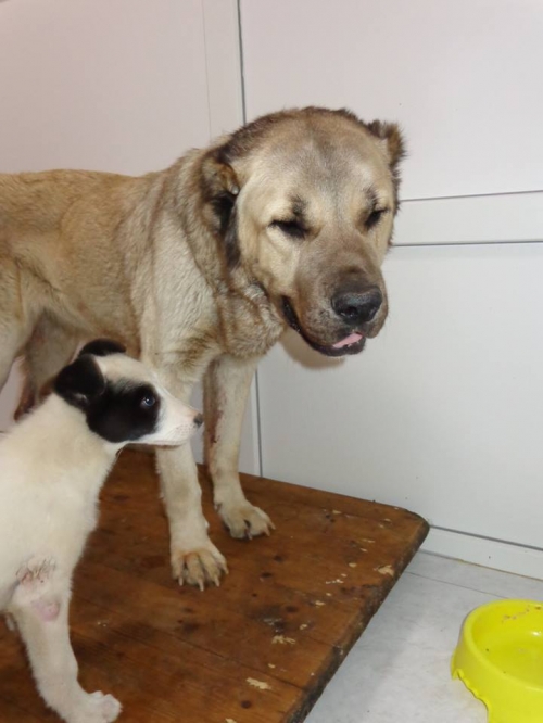 ქართული ნაგაზი უცნობი