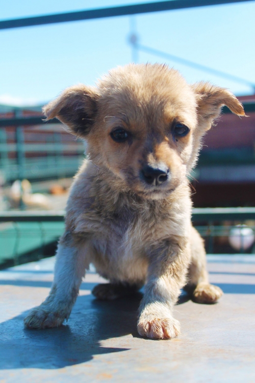 მეტისი უსახელო