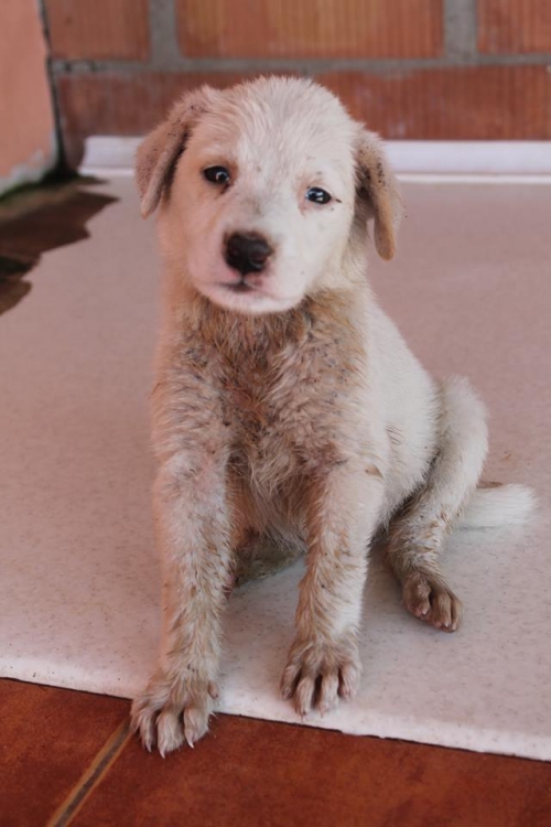 მეტისი უსახელო