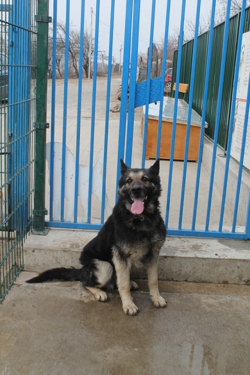 გერმანული ნაგაზი უსახელო