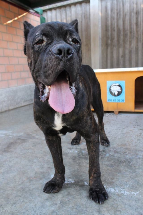 კანე კორსო მაქსი