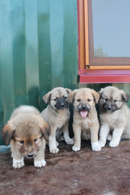 ქართული ქოფაკი უსახელო