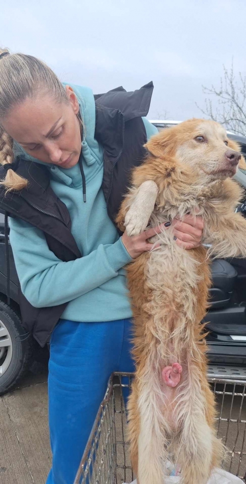 მეტისი გორის რაიონი კარალეთის გზატკეცილი