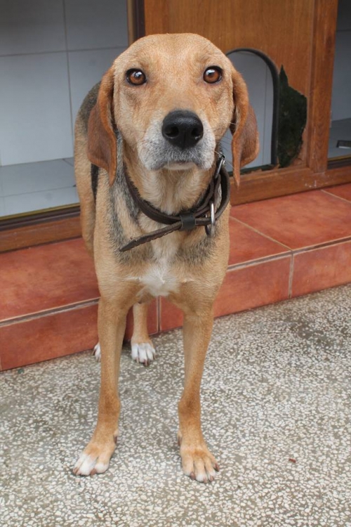 გონჩი ჯეკა