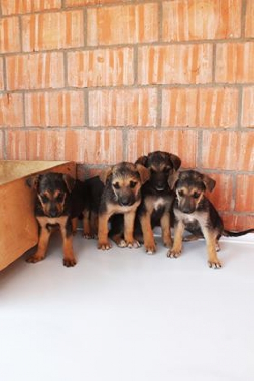 მეტისის ლეკვები უსახელო