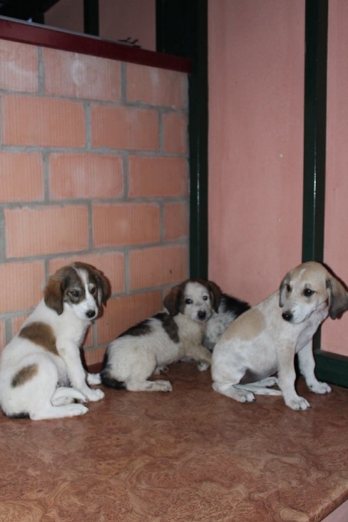 მეტისი უსახელო