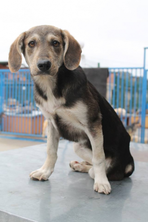 მეტისი უსახელო