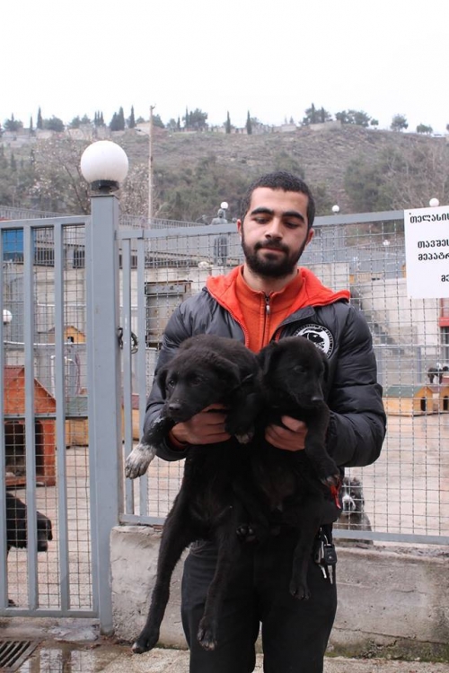 მეტისის ლეკვები უსახელო