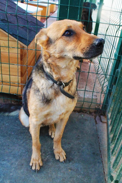 გერმანული ნაგაზი უსახელო