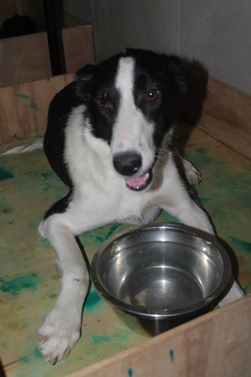 მეტისი უსახელო