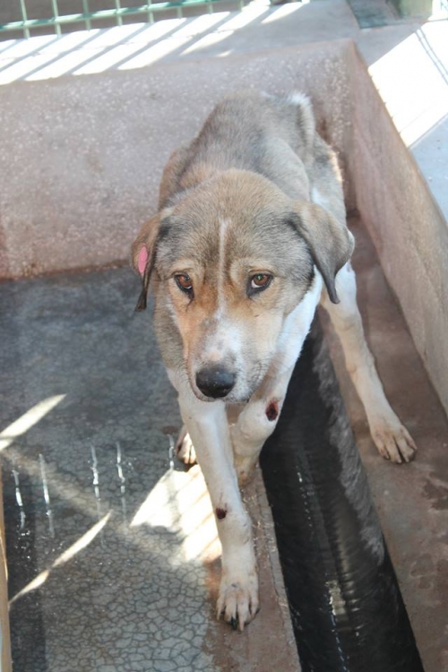 მეტისი უსახელო