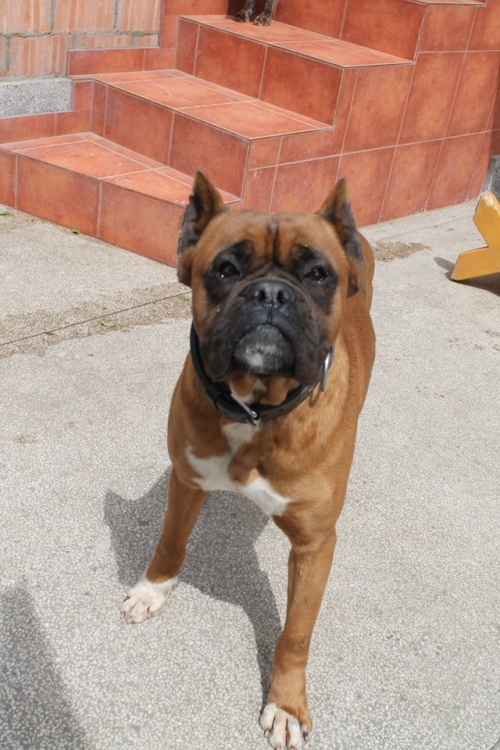 ბოქსიორი ტონი