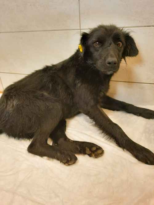 მეტისი კახეთიდან, კერძოდ ბარჯის ხევიდან ჩამოიყვანა