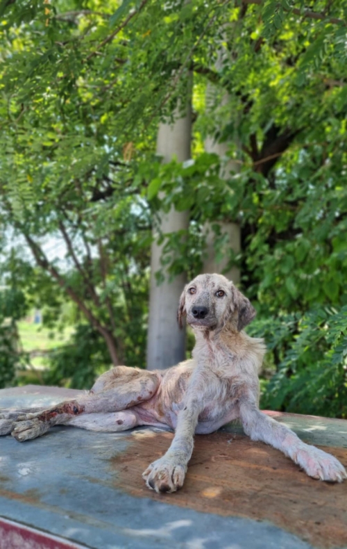 მეტისი გარდაბანი