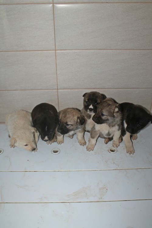 ლაბრადორის მეტისი უსახელო