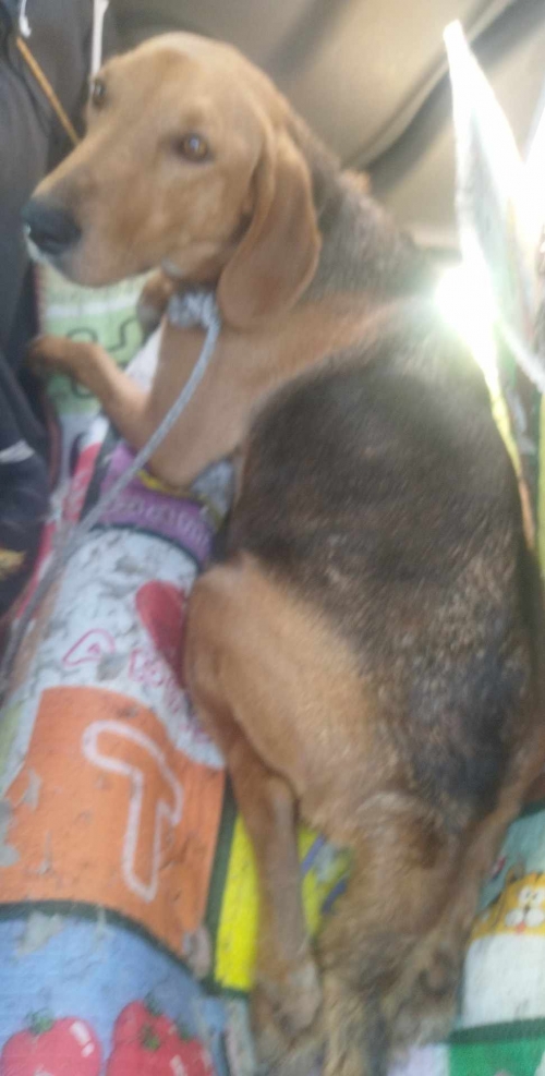 გონჩი ტყიბული