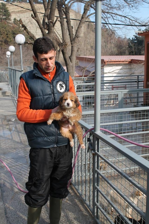 მეტისი უსახელო