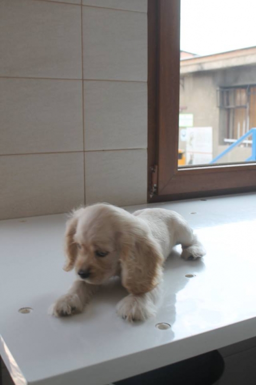 ინგლისური კოკერსპანელი უსახელო