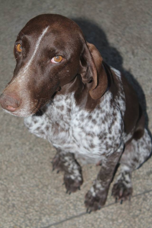 კურცხაარი უსახელო