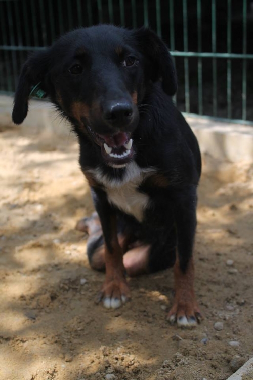 მეტისი უსახელო