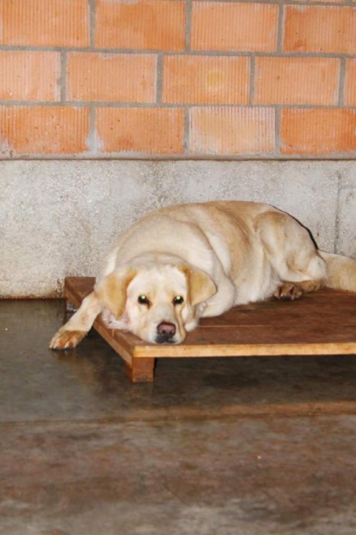 ლაბრადორის მეტისი უსახელო