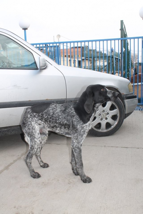 კურცხაალის მეტისი როკი