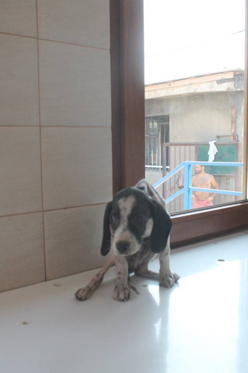 მეტისი უსახელო