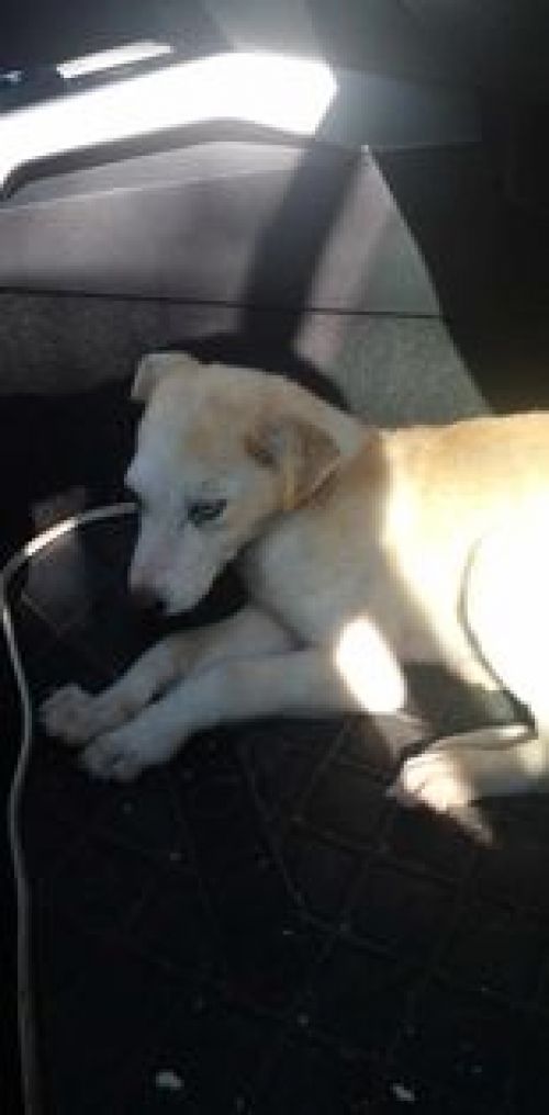 მეტისი დასავლეთის გზაზენაპოვნი