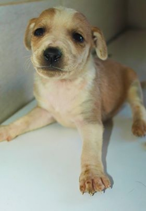 მეტისი უსახელო