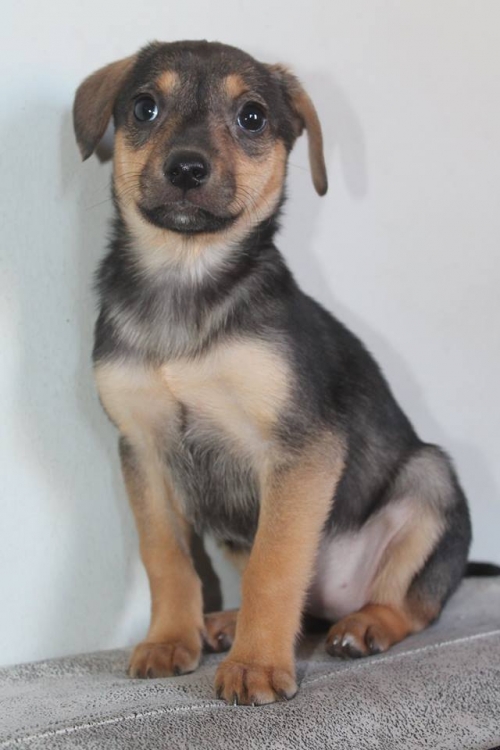 მეტისი უსახელო