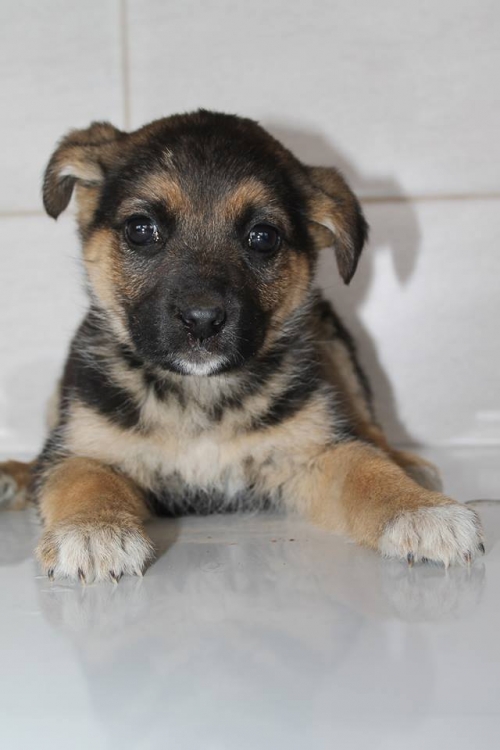 მეტისი უსახელო