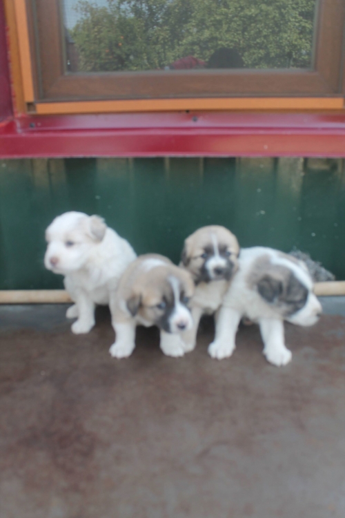 ქართული ქოფაკი უსახელო