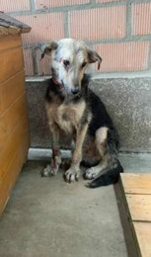 მეტისი ბაკურციხე