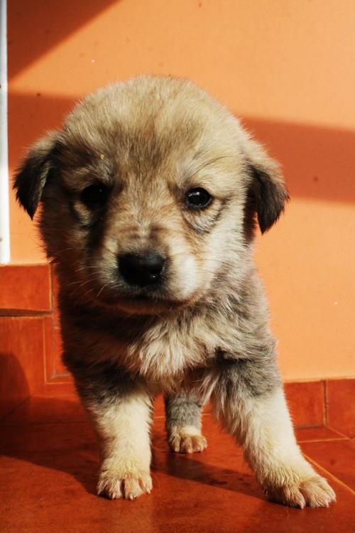 მეტისი უსახელო