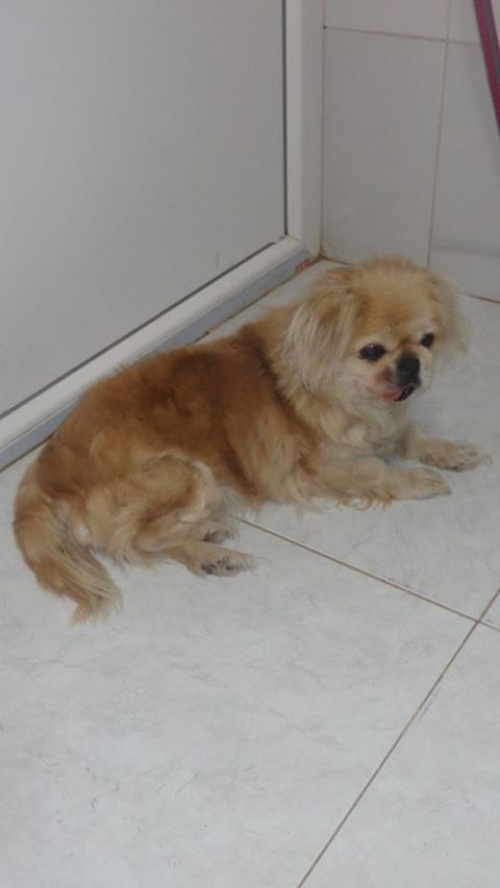 პეკინესი უსახელო