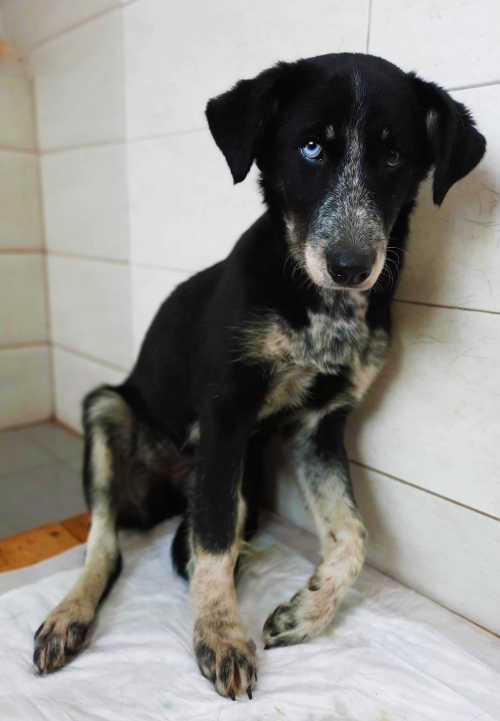 მეტისი უსახელო