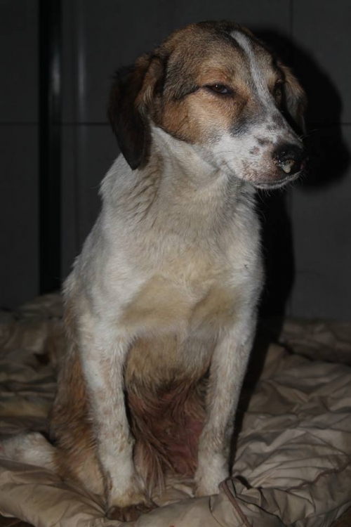 მეტისი უსახელო