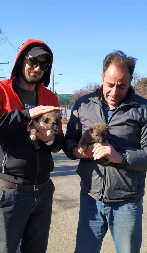 მეტისი უსაცელო