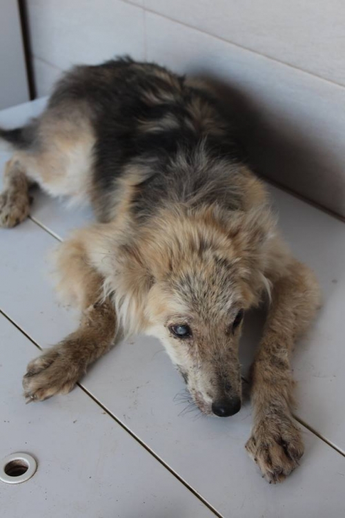 მეტისი უსახელო