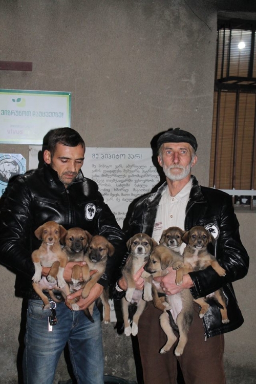 მეტისის ლეკვები უსახელო