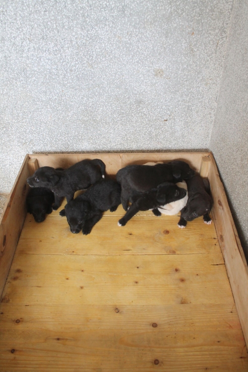 მეტისი უსახელო2